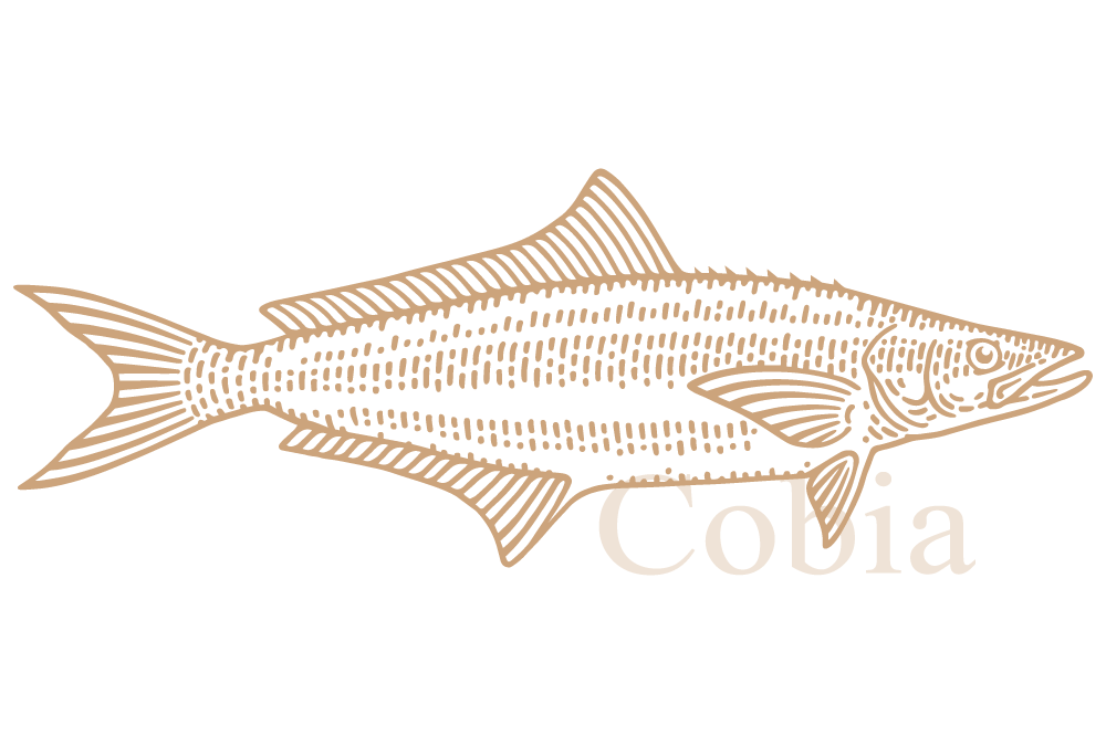 Cobia