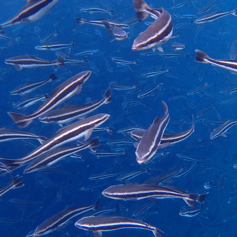 Cobia
