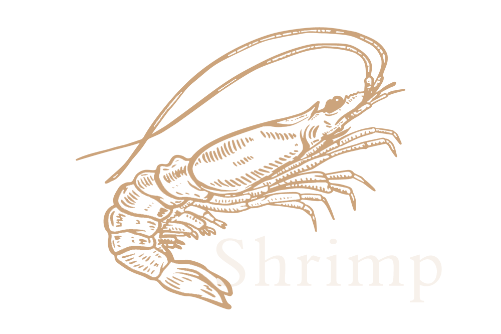 Shrimp